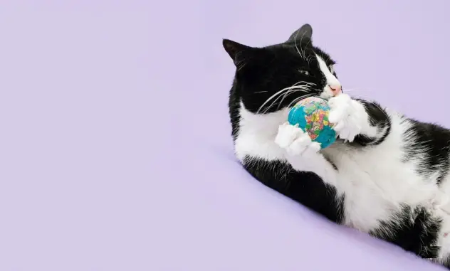Banner Image